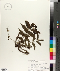 Juglans major image