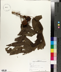 Juglans major image