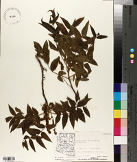 Juglans major image