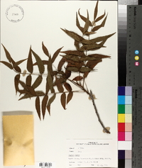 Juglans major image
