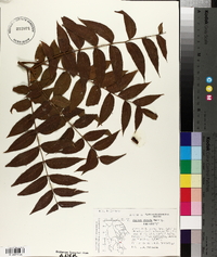Juglans hirsuta image
