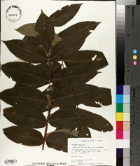 Juglans cinerea image