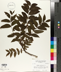 Juglans microcarpa image