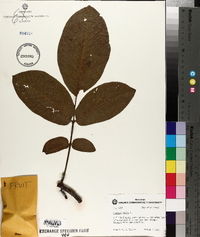 Juglans regia image