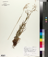 Luzula parviflora image