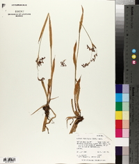 Luzula parviflora image