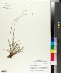 Luzula bulbosa image