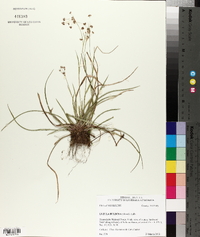 Luzula bulbosa image