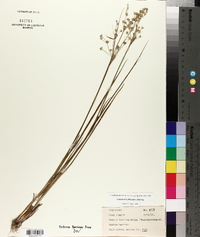 Juncus brevicaudatus image