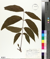 Carya illinoinensis image