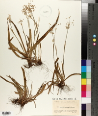 Media resource of Juncoides pilosum
