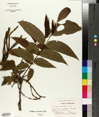 Carya illinoinensis image