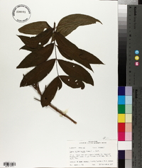 Carya illinoinensis image