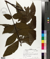 Carya illinoinensis image