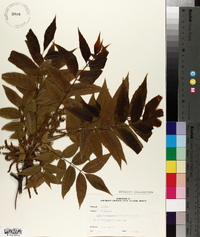 Carya illinoinensis image