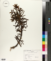 Carya illinoinensis image