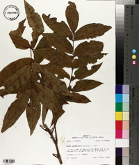 Carya illinoinensis image