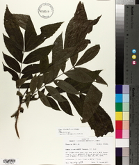 Carya illinoinensis image