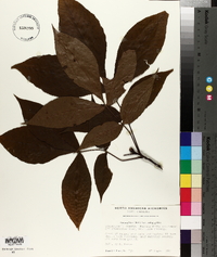 Carya glabra var. glabra image