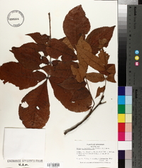 Carya myristiciformis image