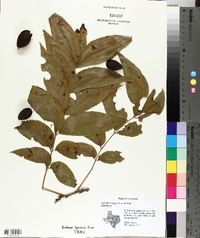 Carya illinoinensis image