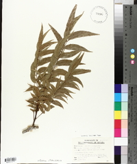 Carya illinoinensis image