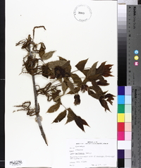 Carya illinoinensis image
