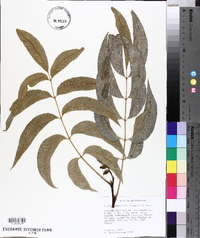 Carya illinoinensis image