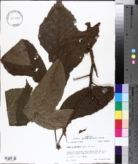 Carya illinoinensis image