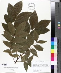 Carya illinoinensis image