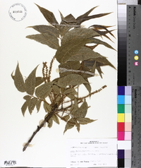 Carya illinoinensis image