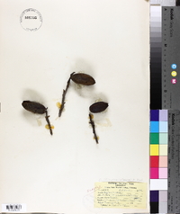 Carya illinoinensis image