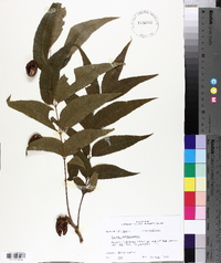 Carya illinoinensis image