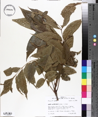 Carya illinoinensis image