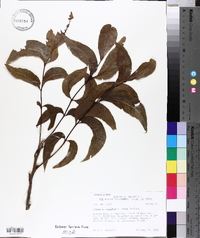 Carya illinoinensis image