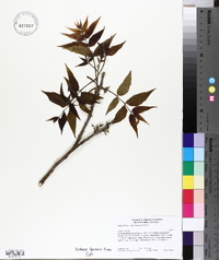 Carya illinoinensis image