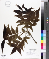 Carya illinoinensis image