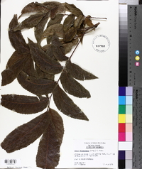Carya illinoinensis image