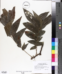 Carya illinoinensis image