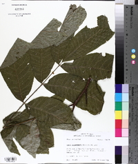 Carya illinoinensis image