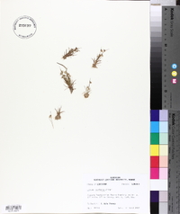 Juncus capitatus image