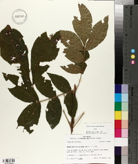 Carya myristiciformis image