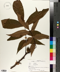 Carya laciniosa image