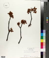 Carya laciniosa image