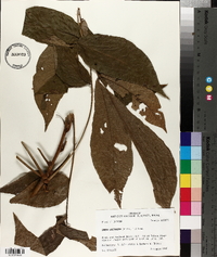 Carya laciniosa image