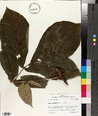 Carya laciniosa image
