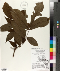 Carya laciniosa image