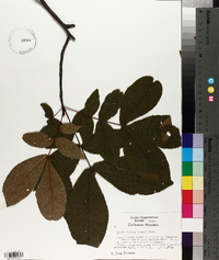 Carya ovalis image