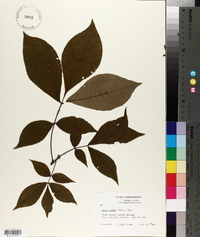Carya ovalis image