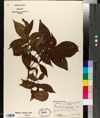 Carya ovalis image